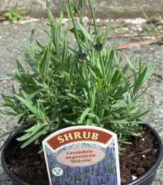Lavandula angustifolia Hidcote mail order two litre pots large plants english lavender for sale